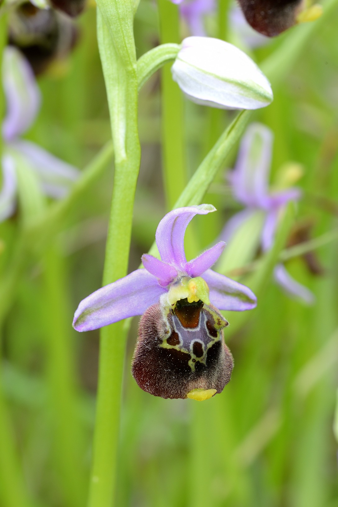 Ophrys holosericea / Ofride dei Fuchi